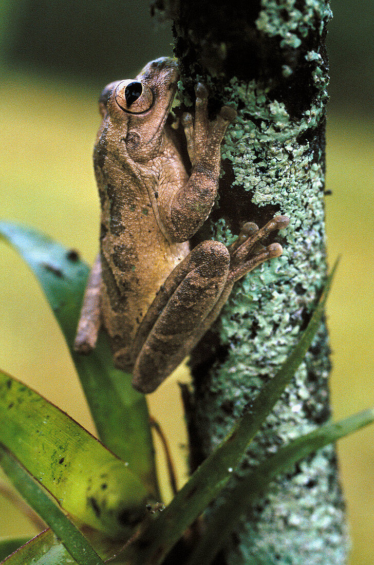 Tropical frog. Monteverde reserve. Costa Rica