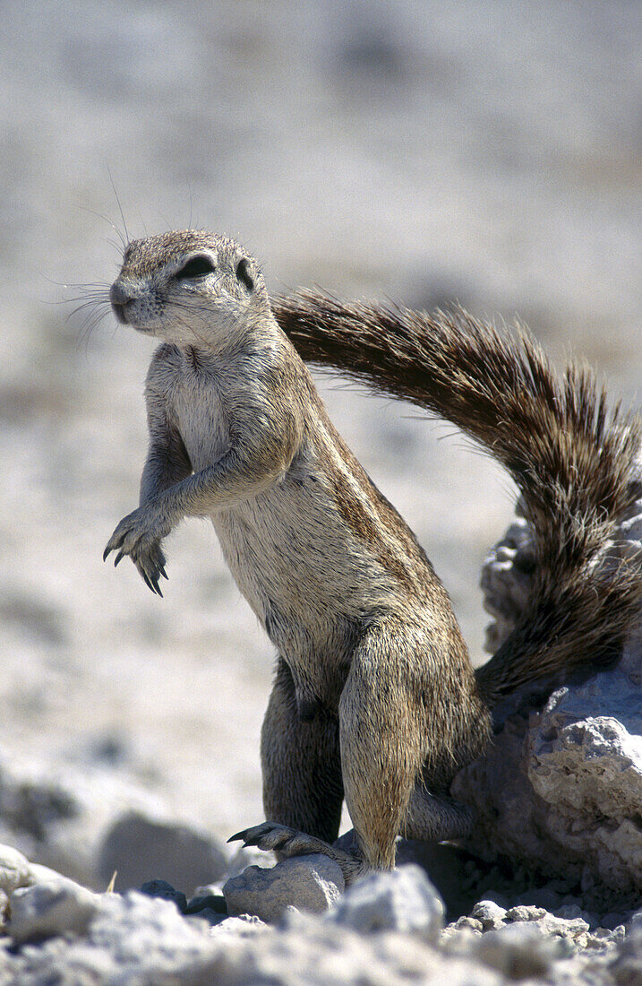 Cape Ground Squirrel (Xerus inauris). Namibia