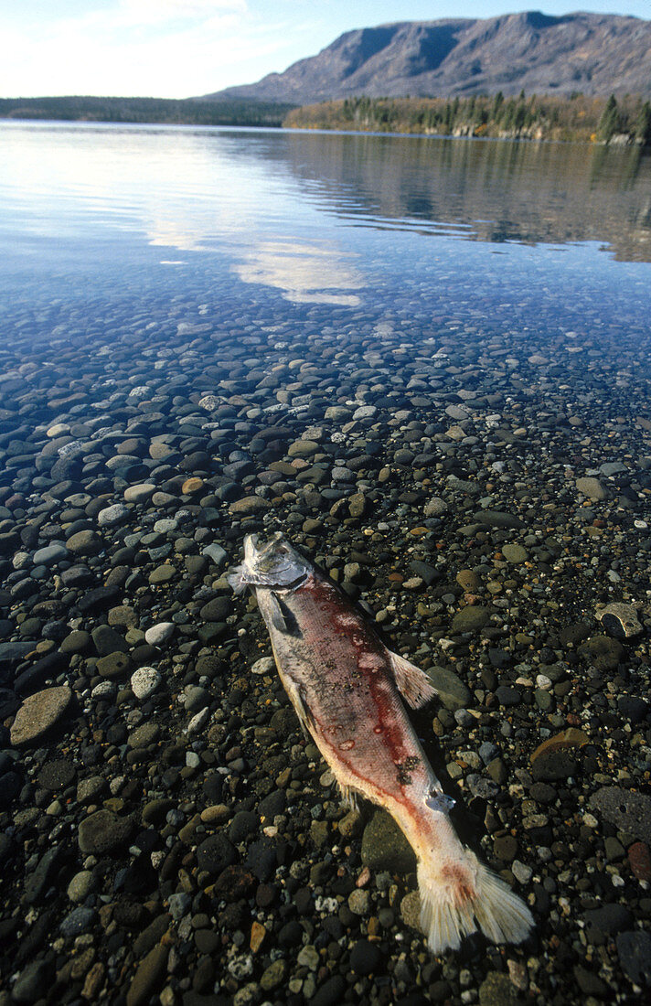 Alaska. USA