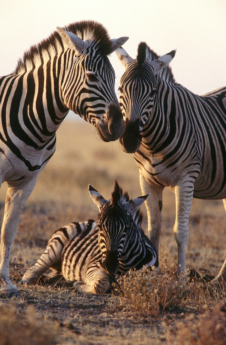 Etosha. Namibia