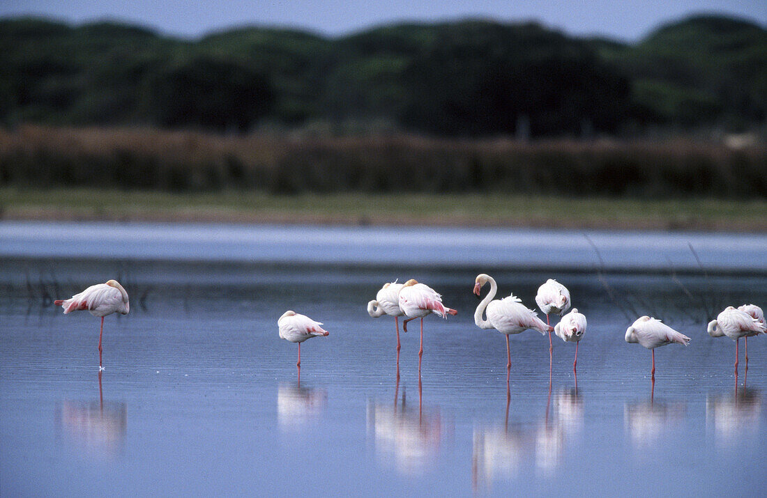 Greater Flamingos (Phoenicopterus ruber). Doñana National Park. Huelva province, Spain
