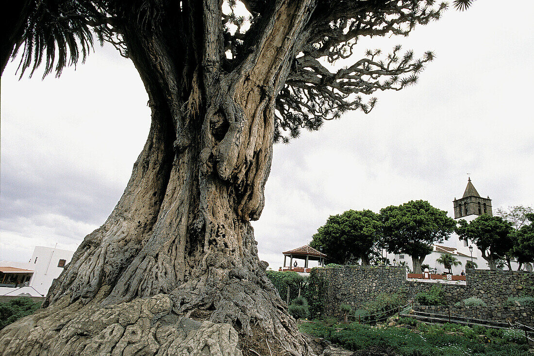 Drago tree (Dracanea drago). Icod de los Vinos. Tenerife. Canary Islands. Spain