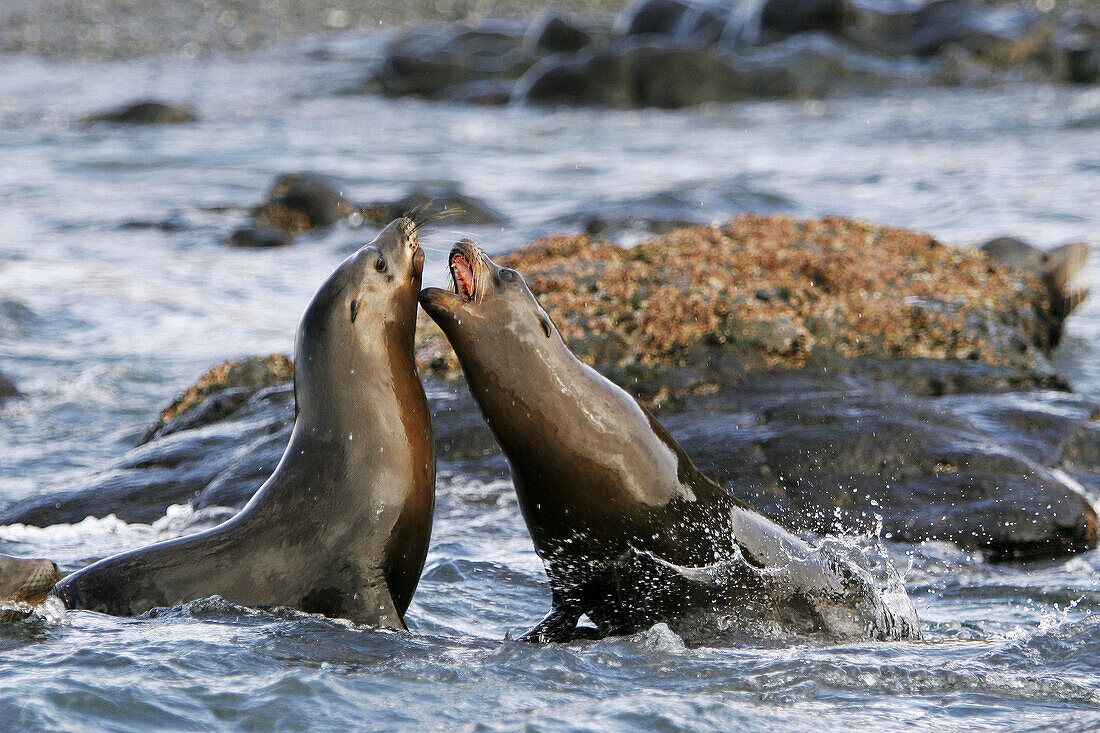 California sea lion (Zalophus californianus). Baja California. Mexico