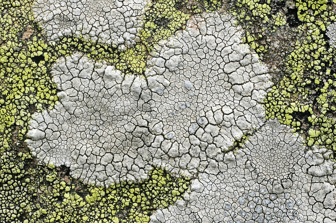 Lichens. Pyrenees mountains. Spain