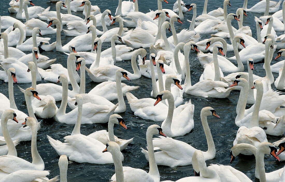 Mute Swans (Cygnus olor). Dorset. England