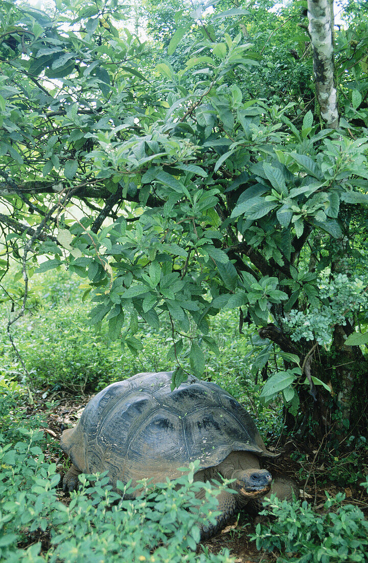 Galapagos Giant Tortoise (Geochelone elephantopus). Galapagos Islands. Ecuador