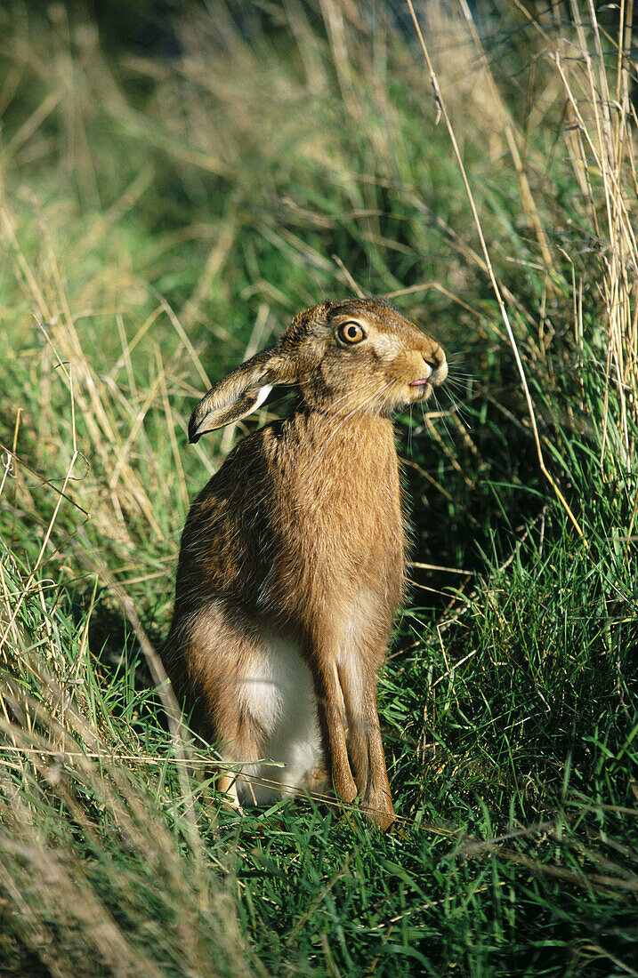 Brown or European Hare (Lepus europaeus). England