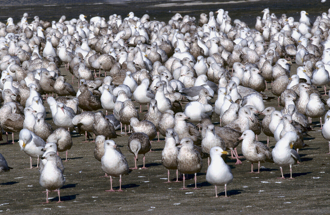 Ring Billed Gull (Larus delawarensis) Florida, USA