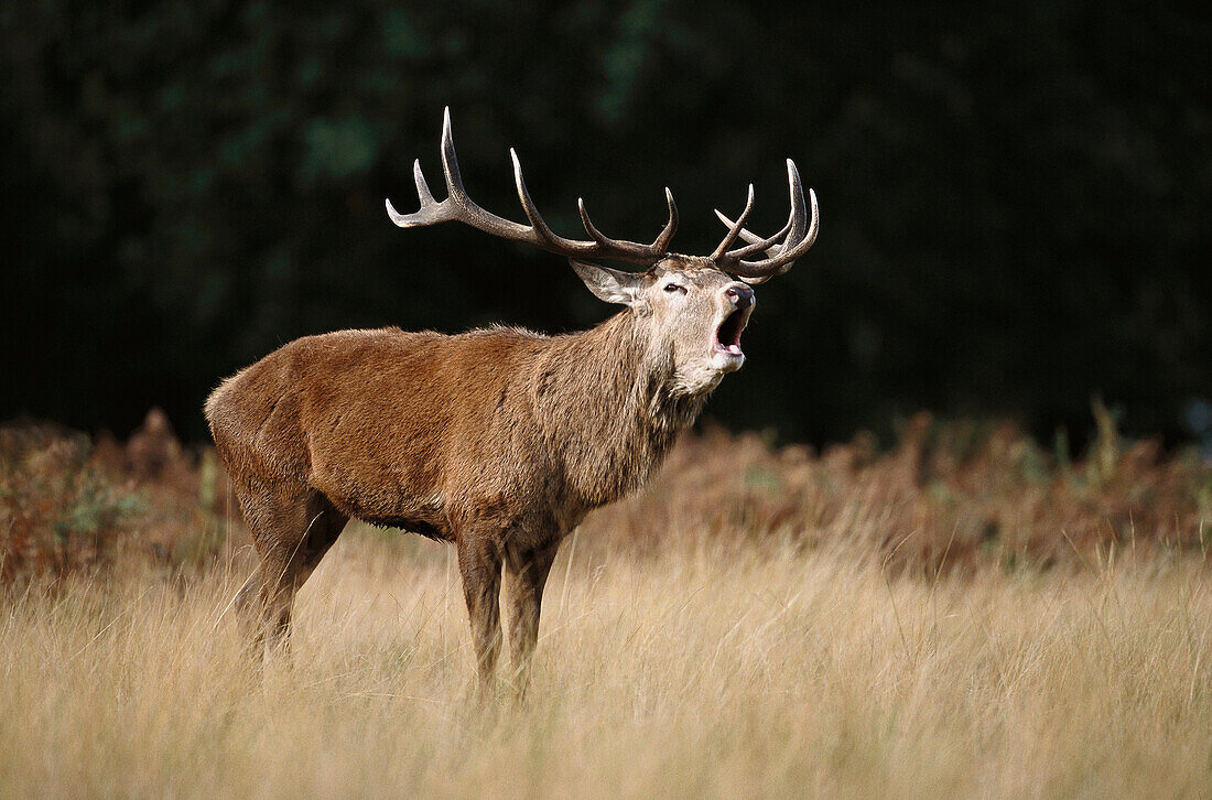 Red Deer (Cervus elaphus)