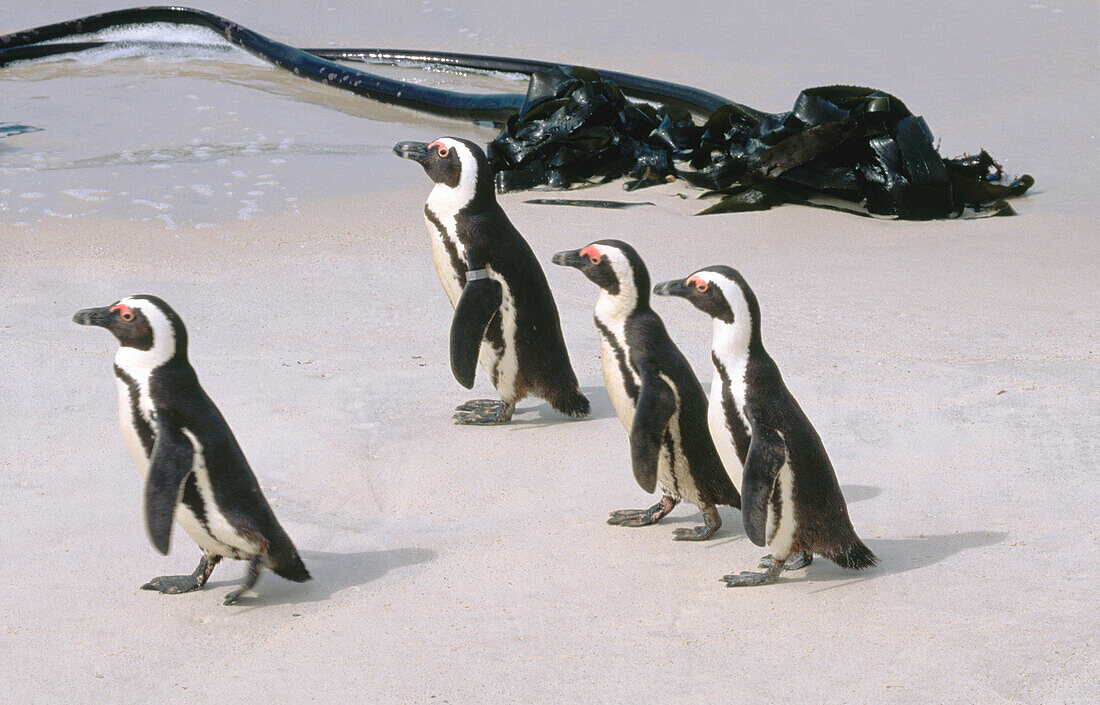 Jackass Penguins (Spheniscus demersus). Simonstown Cape. South Africa