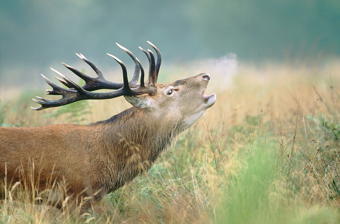 Red Deer (Cervus elaphus), stag roaring