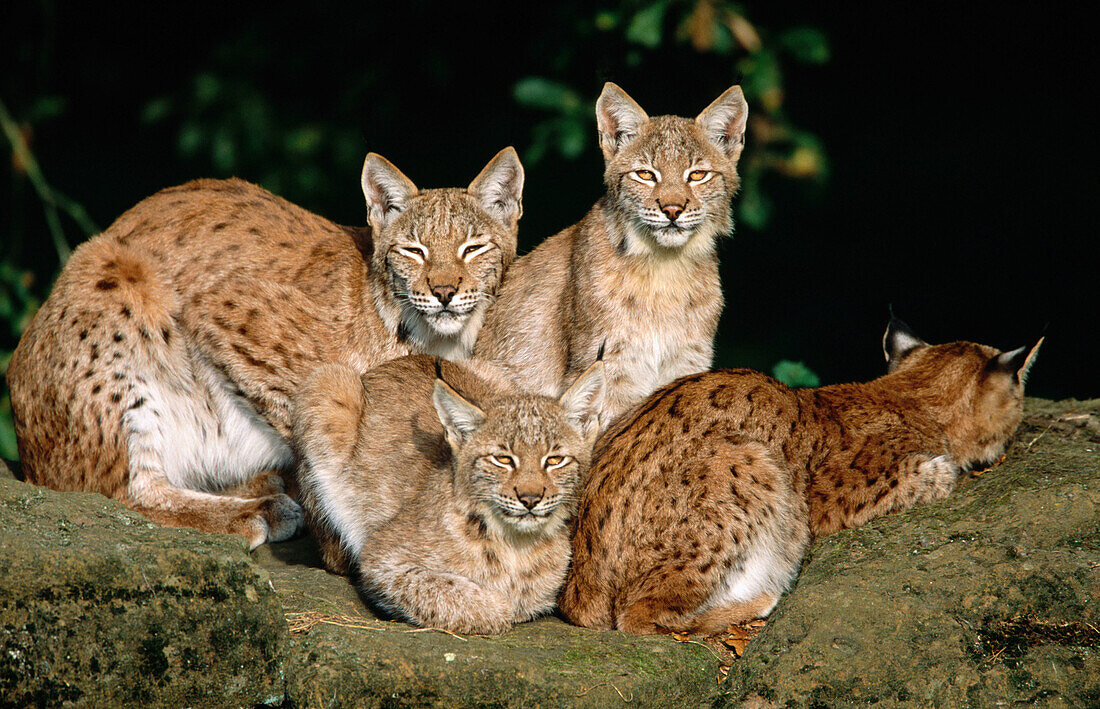 European Lynx family