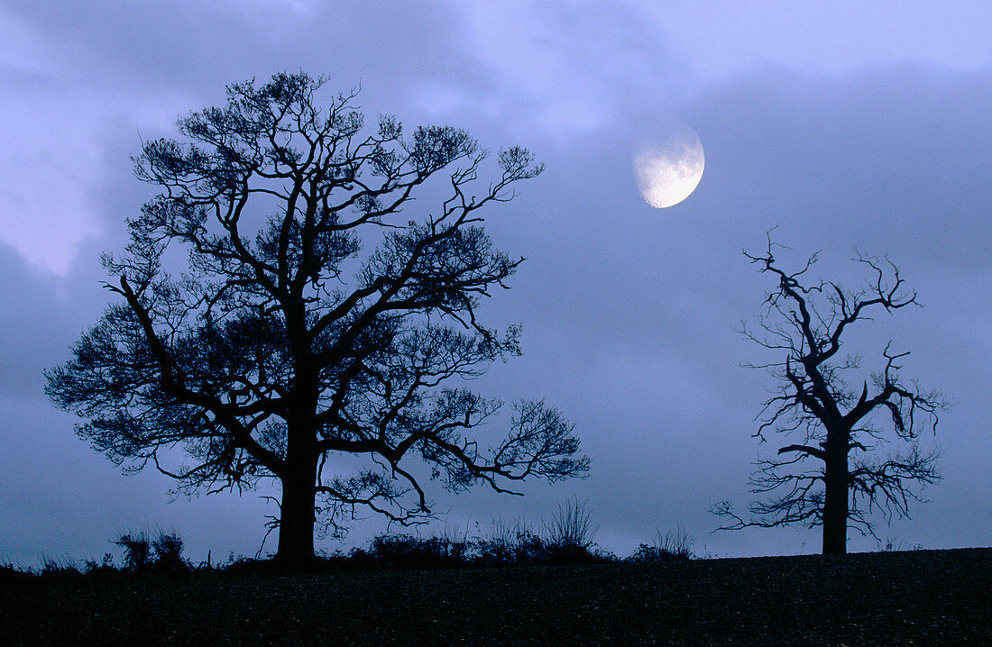 Moonrise and Oak. Berkhamsted. Herts. UK