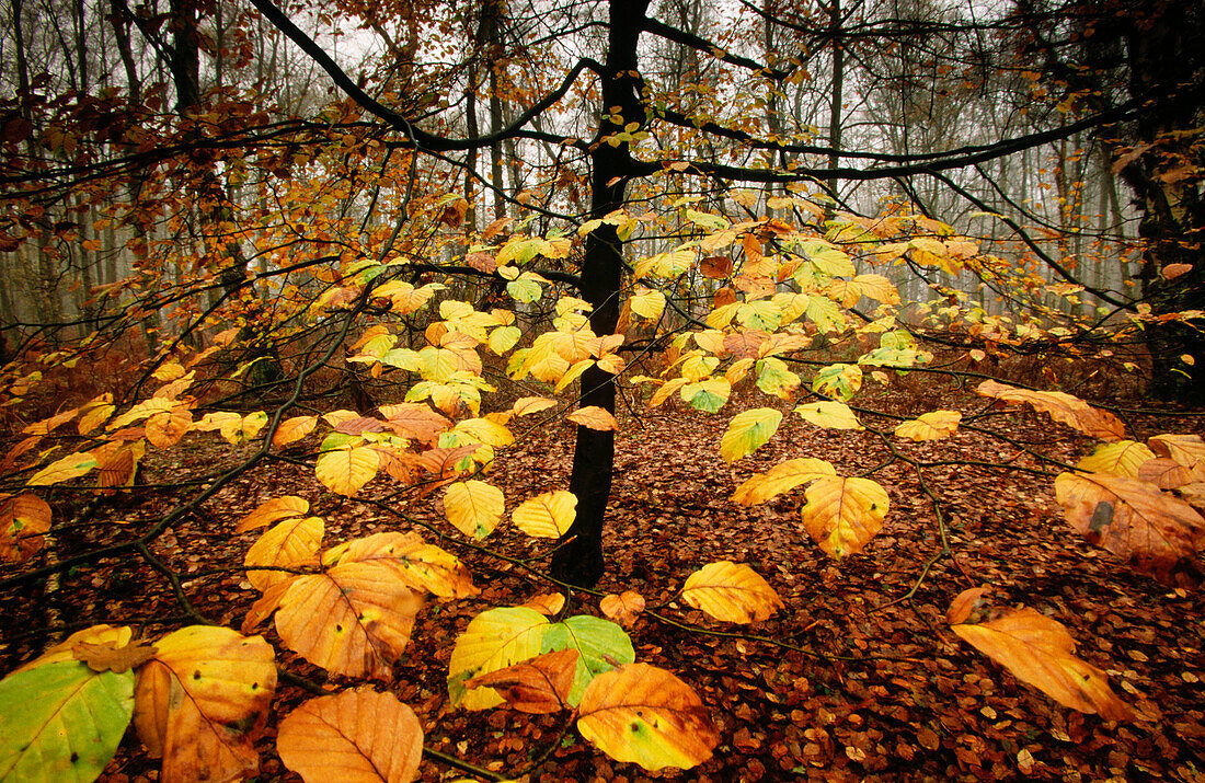 Beech tree (Fagus Sylvatica) in autumn