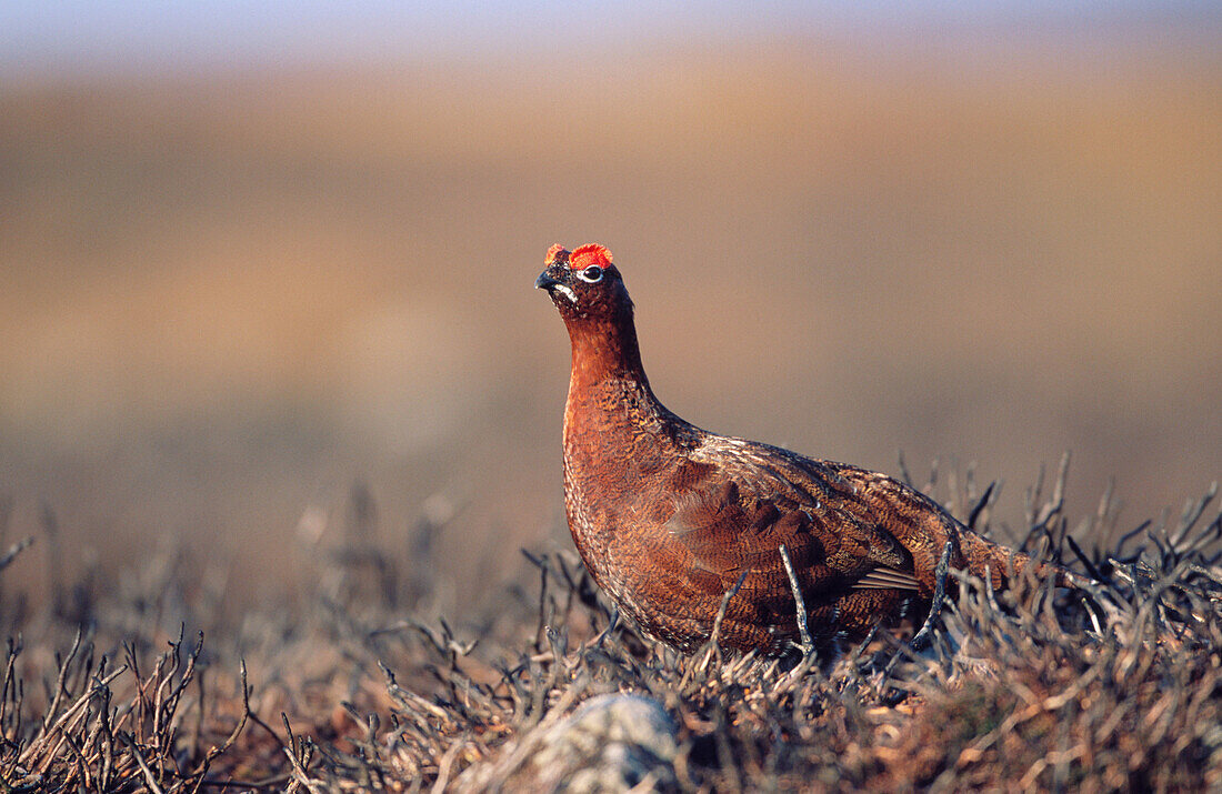 Red Grouse (Lagopus Scoticus)