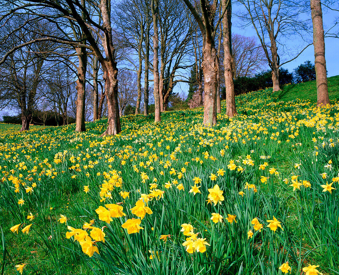 Spring daffodils at Waddesdon Manor. UK