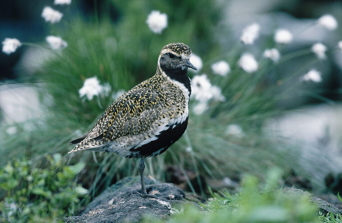 Gloden Plover (Pluvialis apricaria)