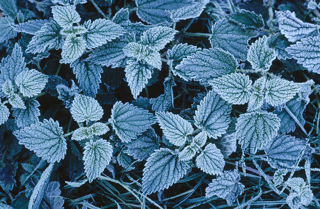 Frosted stinging nettle (Urtica dioica)