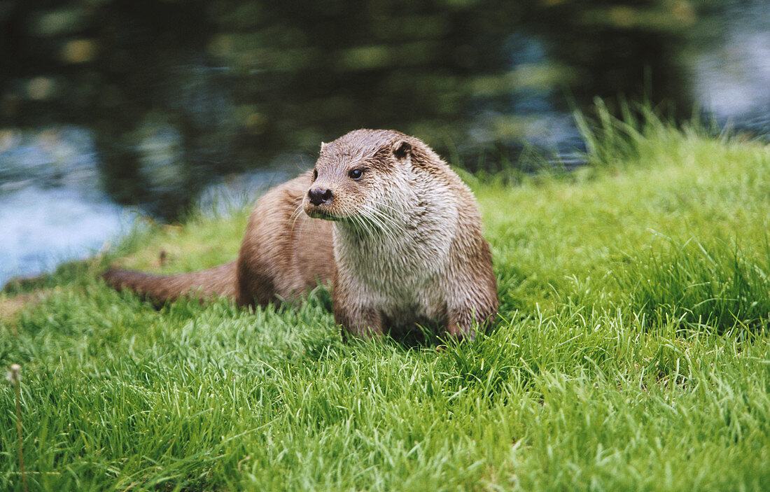 European Otter (Lutra lutra)