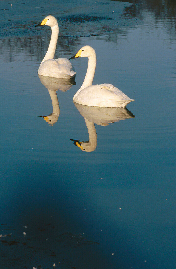 Mute Swans (Cygnus olor)