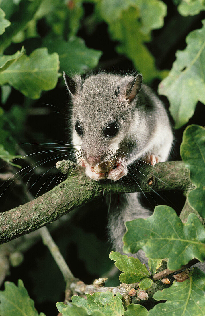 Edible Dormouse (Glis glis)