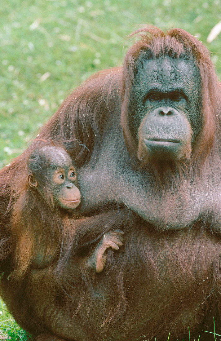 Orangutans (Pongo pygmaeus)