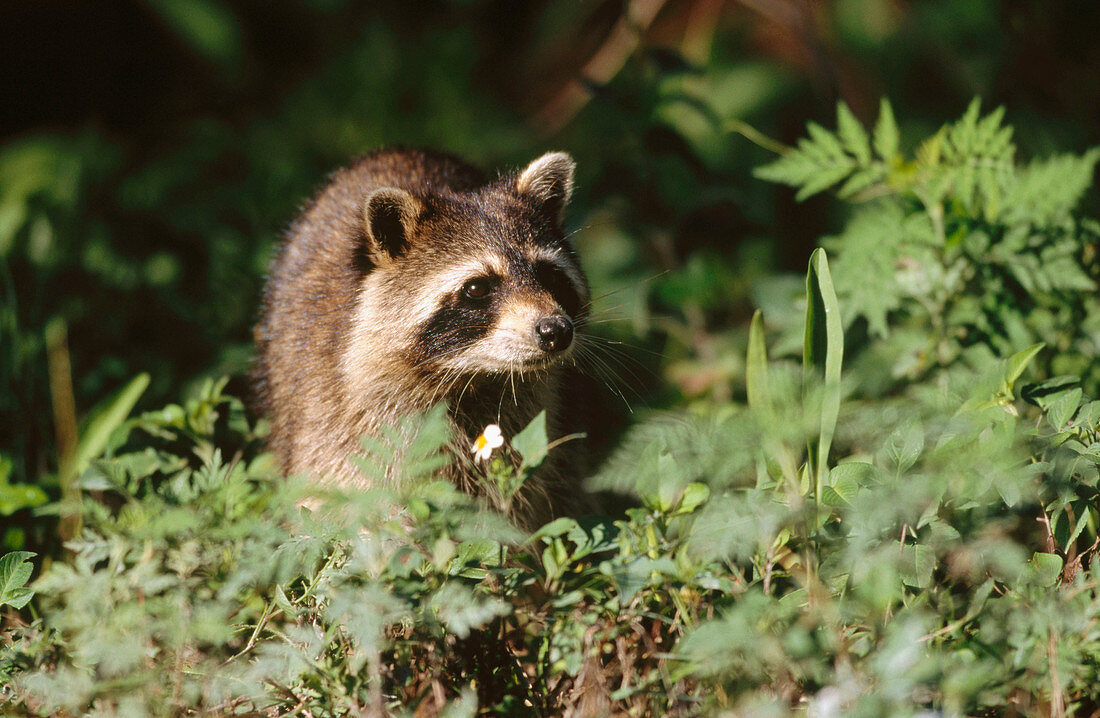 Raccoon (Procyon lotor)