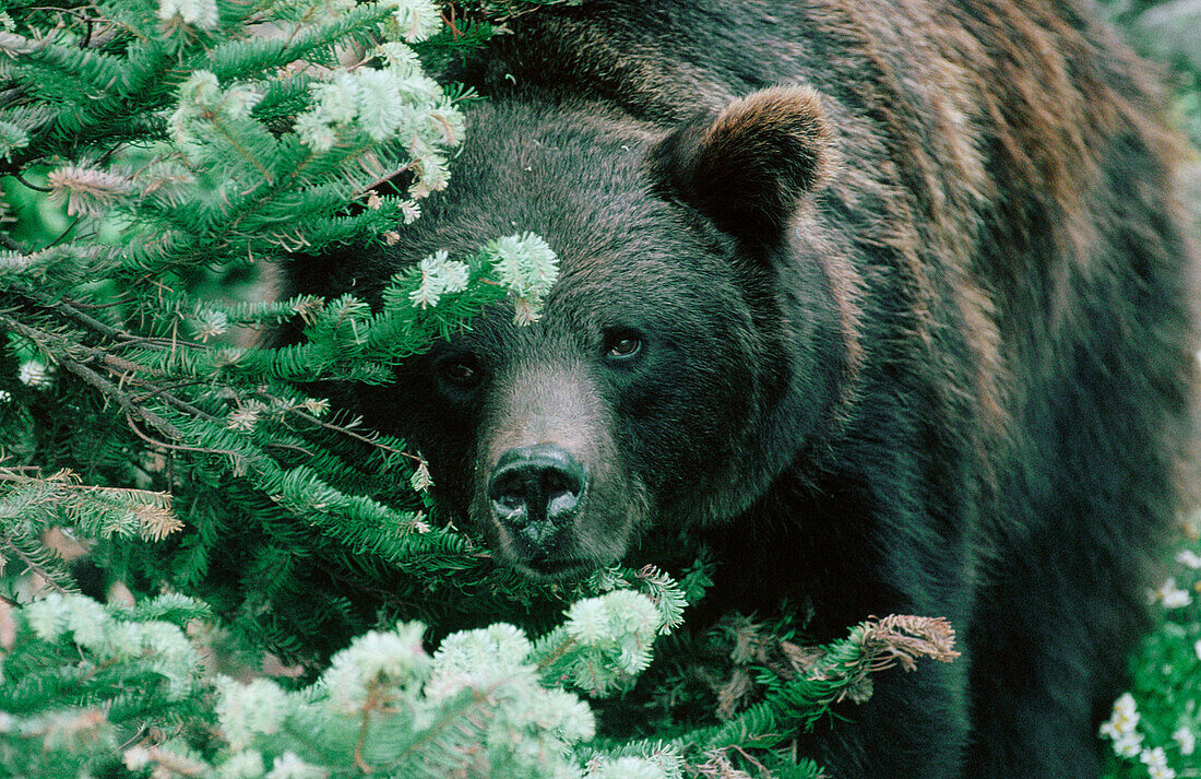 Brown bear (Ursus arctos)