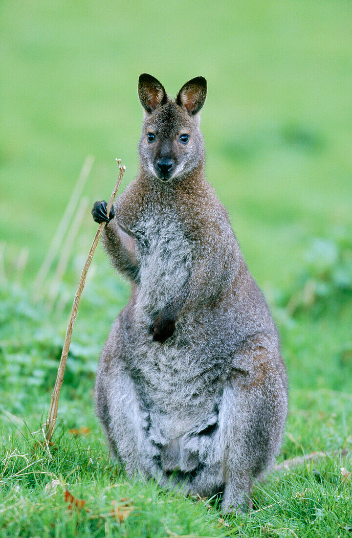 Red necked Wallaby (Macropus rufogriseus)