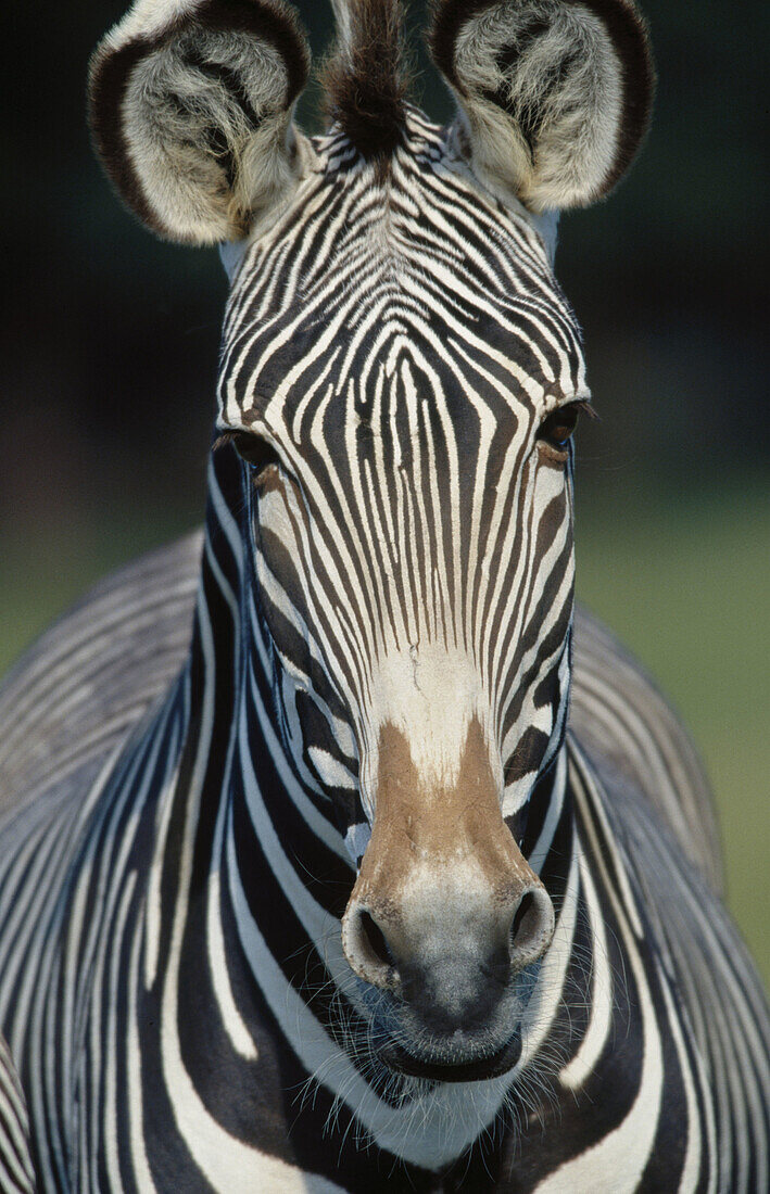 Grevy s Zebra (Equus grevyi)