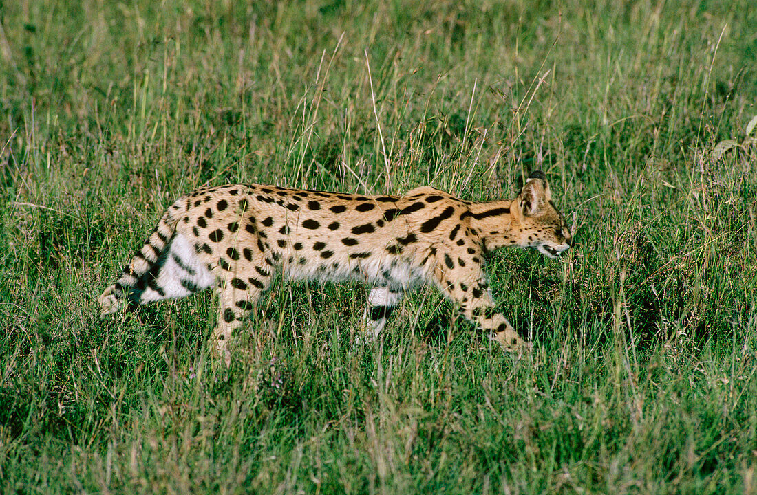 Serval (Felis serval). Kenya