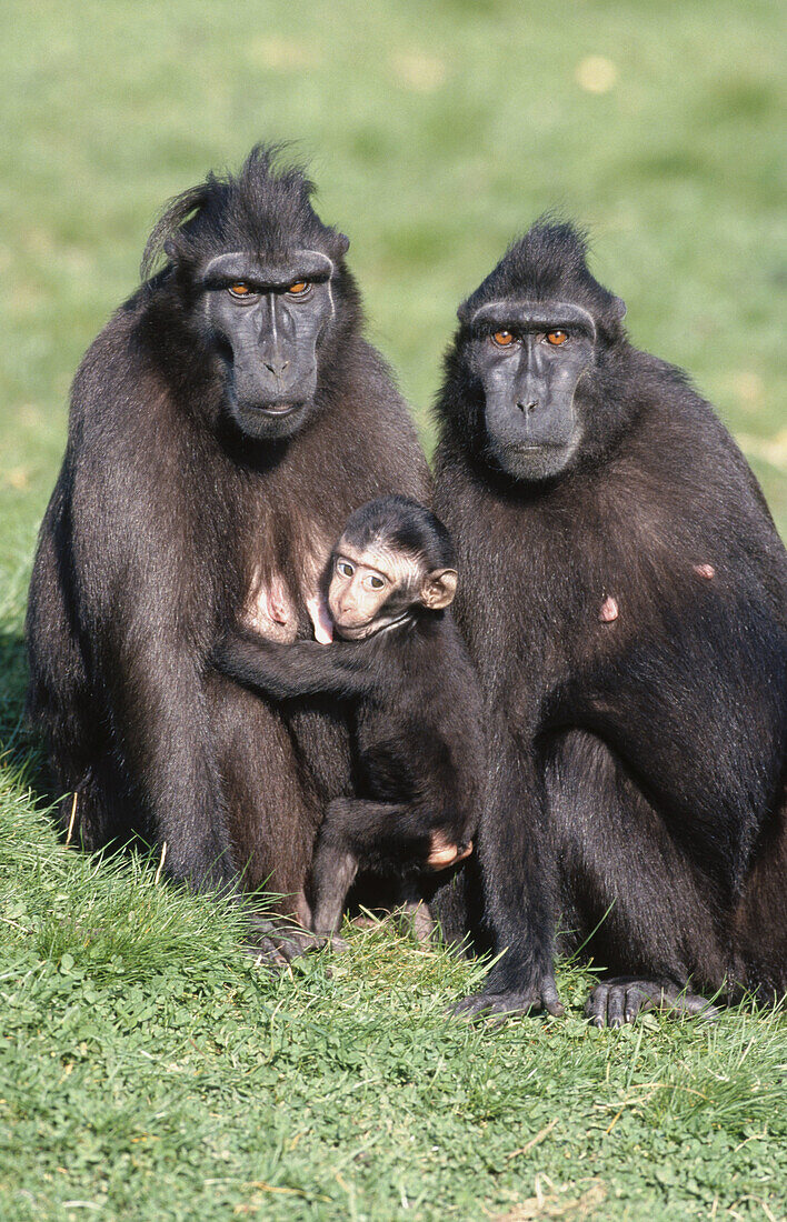 Sulawesi Crested Black Macaque (Macaca nigra)