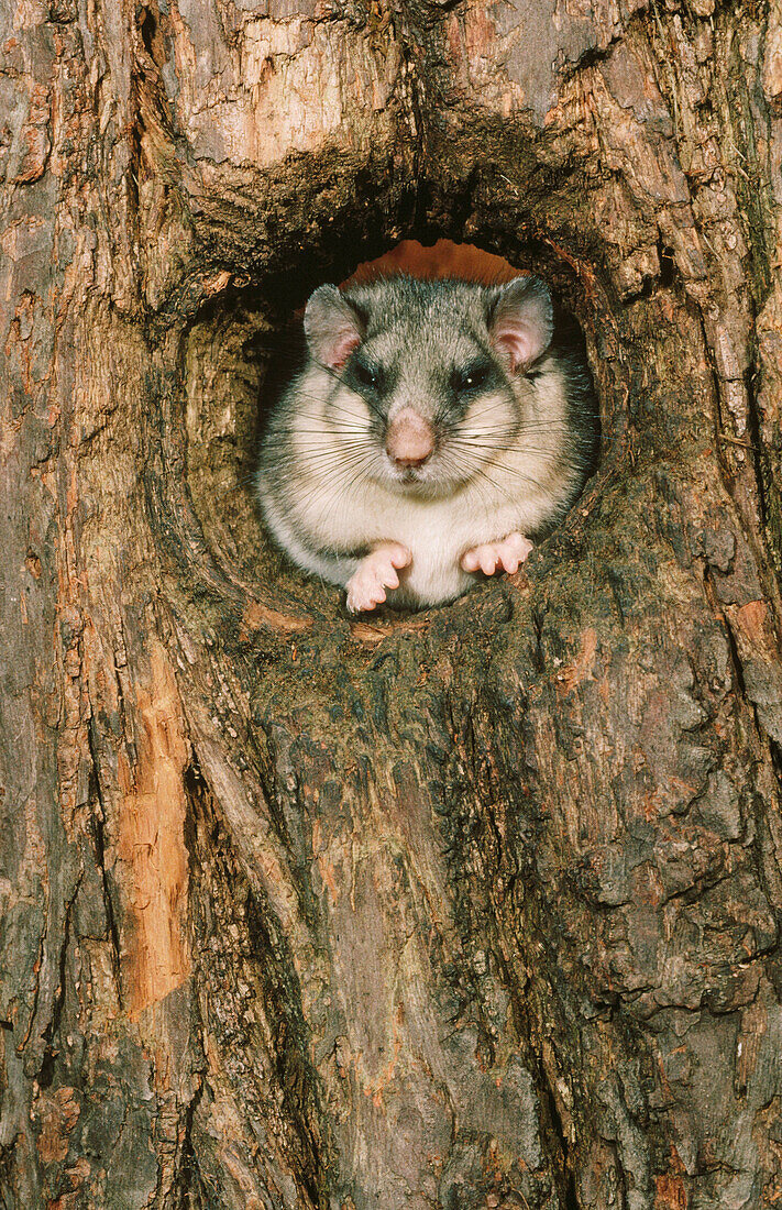 Edible Dormouse (Glis glis)