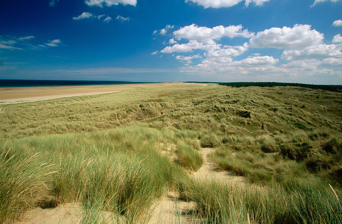 Marram Grass (Ammophila arenaria) UK