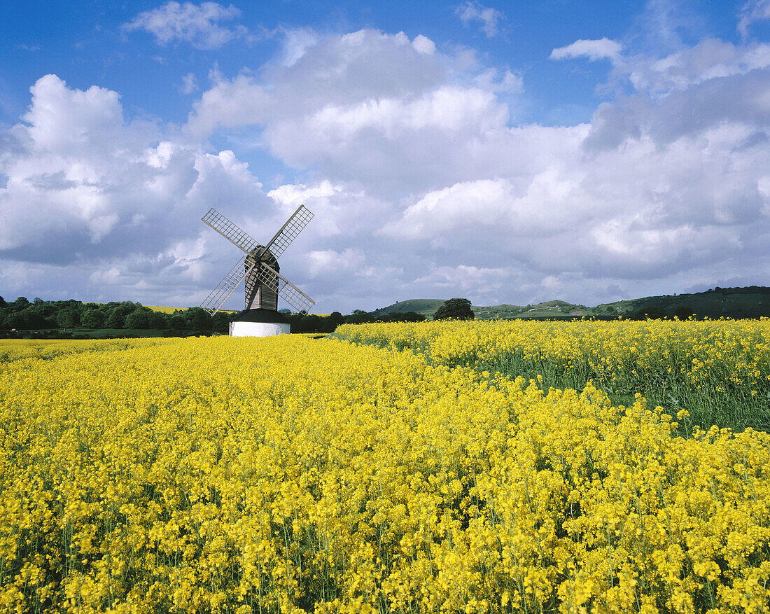 Pitstone Windmill and rape crop. Bucks. England