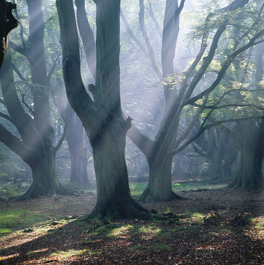 Beeches (Fagus sylvatica) in autumn. UK