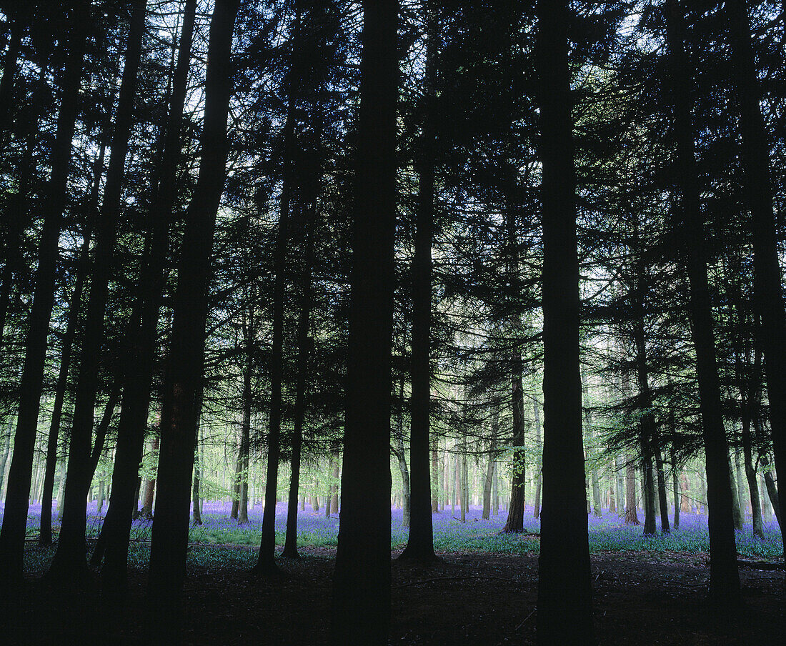 Bluebells (Hyacinthoides non-scripta). Ashridge. Herts. England