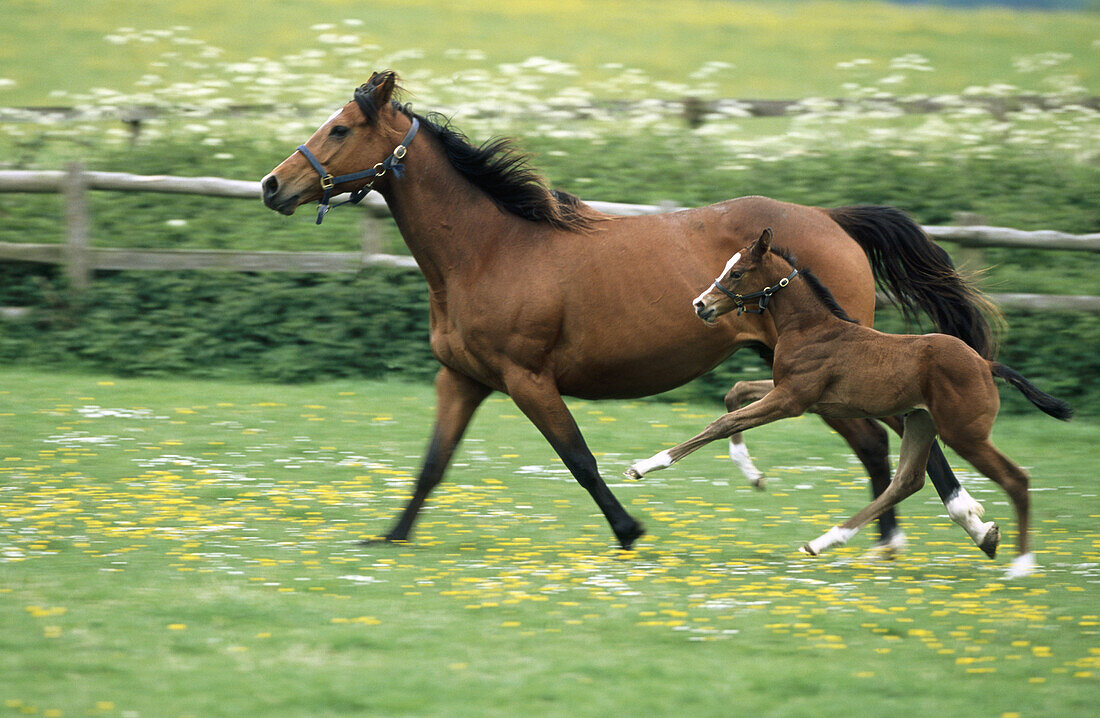 Thoroughbred mare and foal. Tring. Herts. England