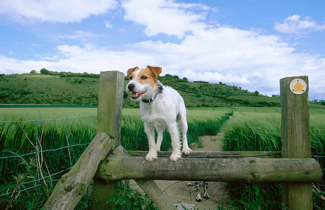 Jack Russell Terrier