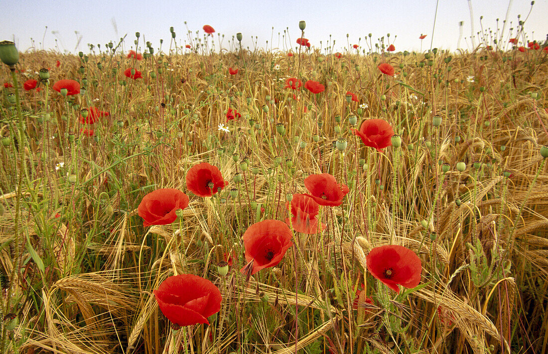 Red poppies in barley field. Norfolk, UK