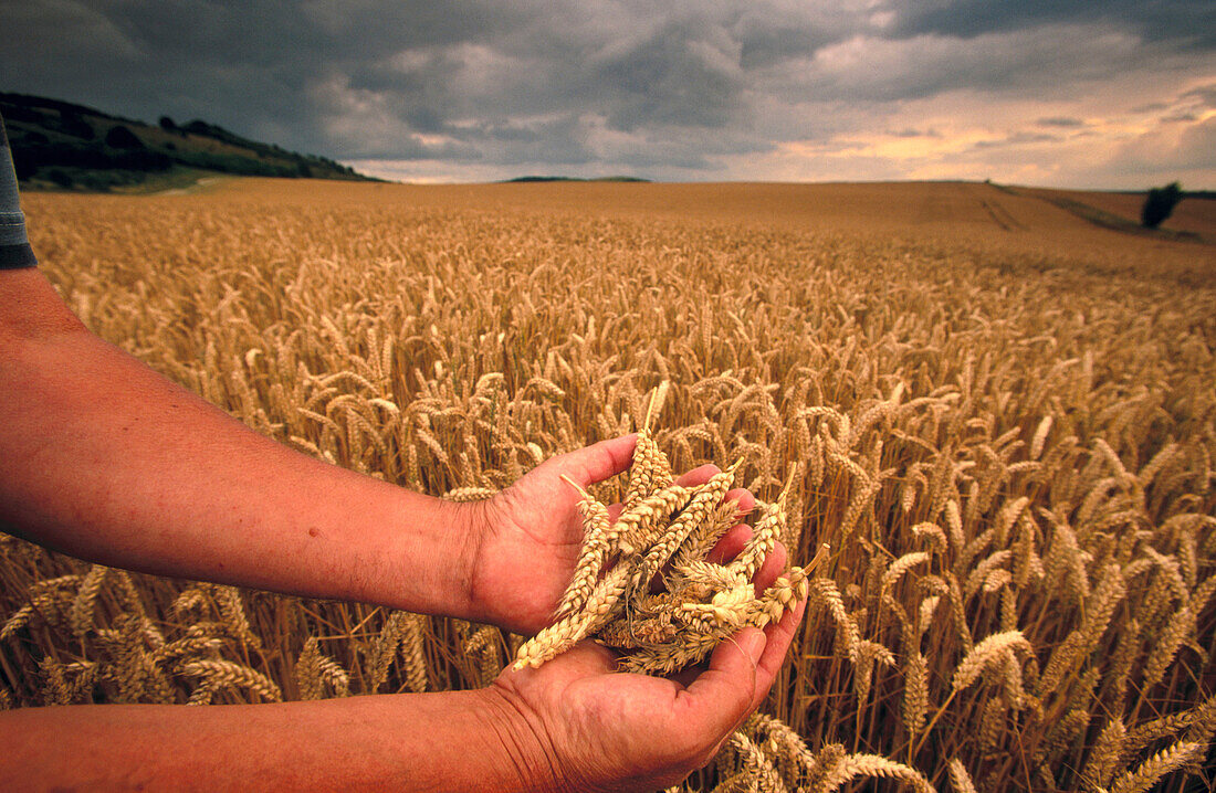 Wheat fields ready for harvest. Hertfordshire, UK
