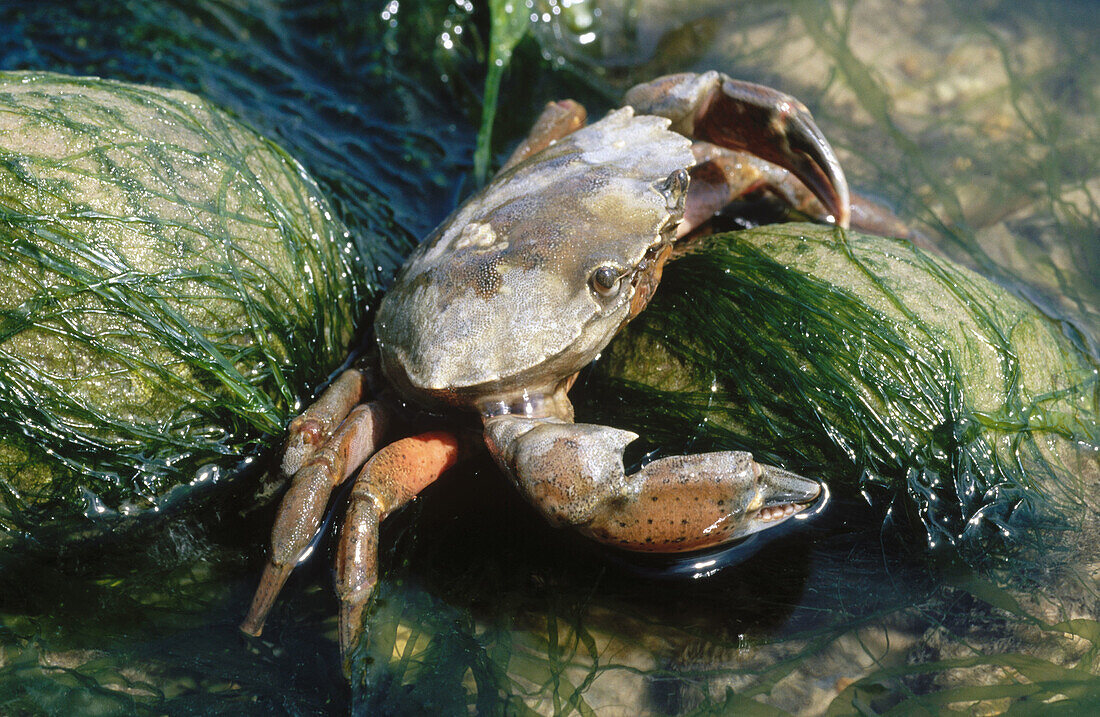 Shore Crab (Carcinus maena). Blakeney Point. Norfolk, UK