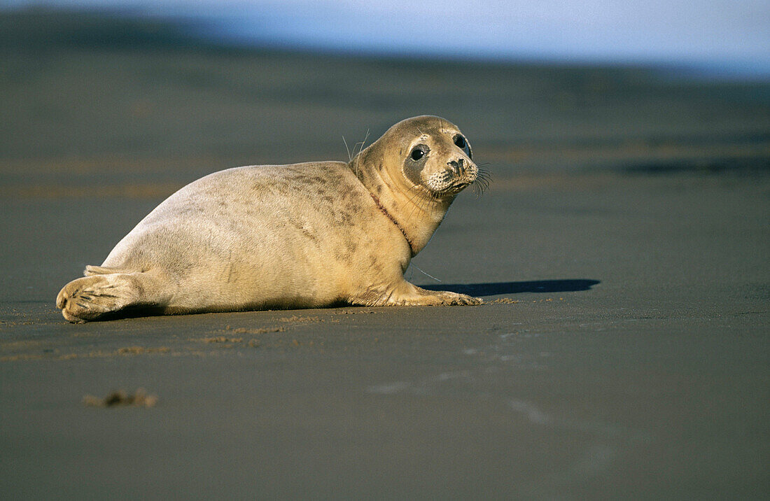 Common Seal (Phoca vitulina) with fishing net embedded in the neck