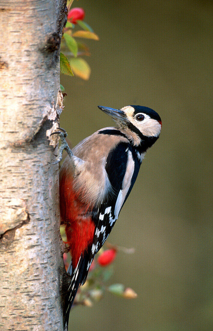 Great Spotted Woodpecker (Dendrocopos major)