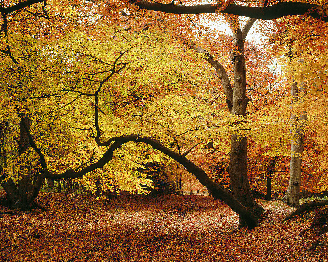 Beeches. Ashridge forest. Hertfordshire. England
