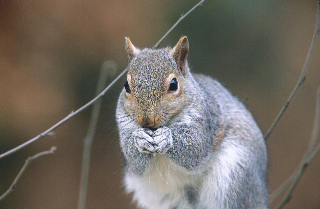 Grey Squirrel (Sciurus carolinensis). Hertfordshire. England