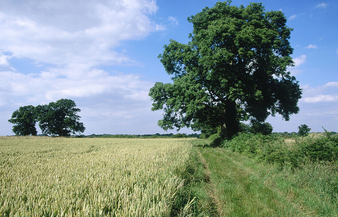 Ash, oaks and arable land in July. Berkhamsted. Hertfordshire. England