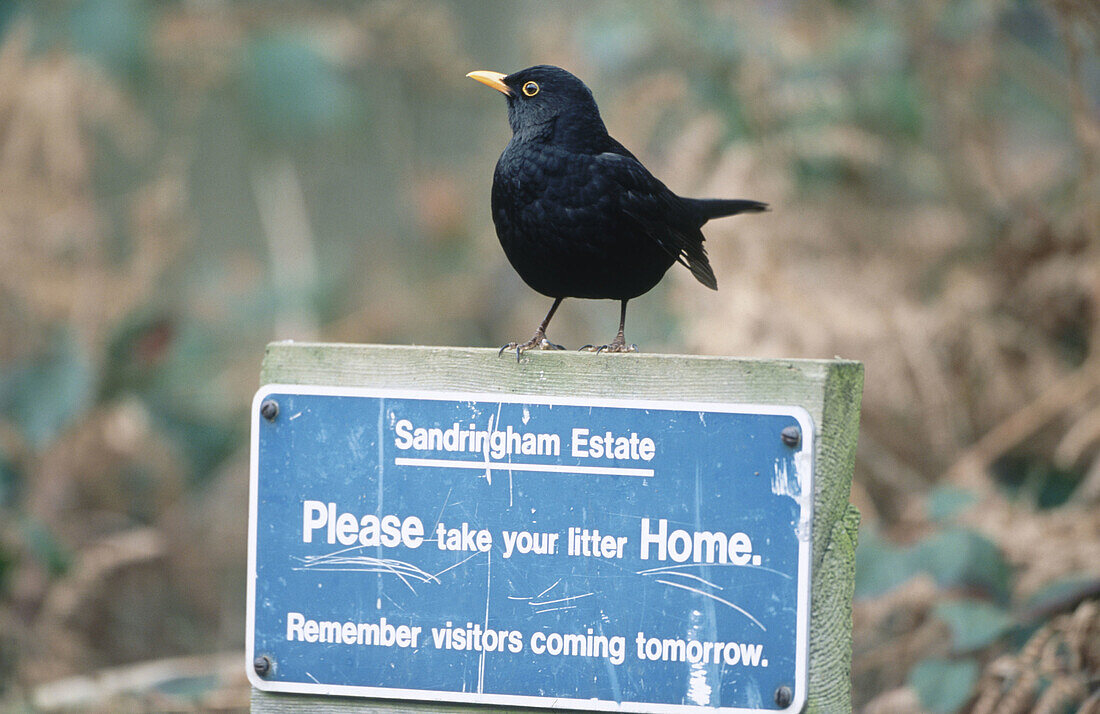 Blackbird (Turdus merula) at Sandringham Estate. Norfolk. England