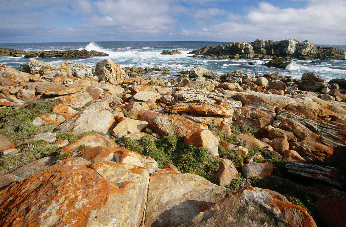 Robert Peninsular Nature Reserve. Indian ocean s coast. South Africa