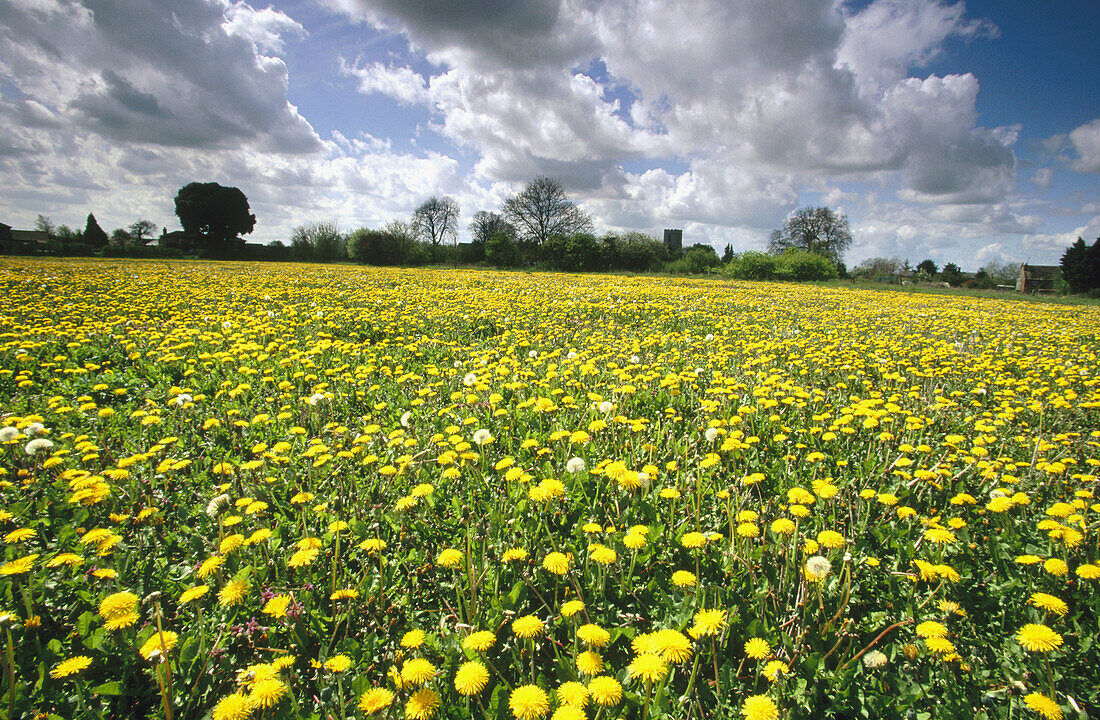 Dandelions (Taraxacum officinale). Uncultivated arable fields. UK